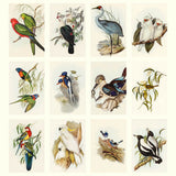 Illustrations of various birds on a beige background