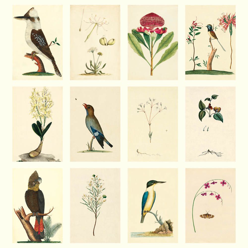Illustrations of birds and plants on a beige background