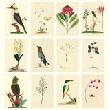 Illustrations of birds and plants on a beige background
