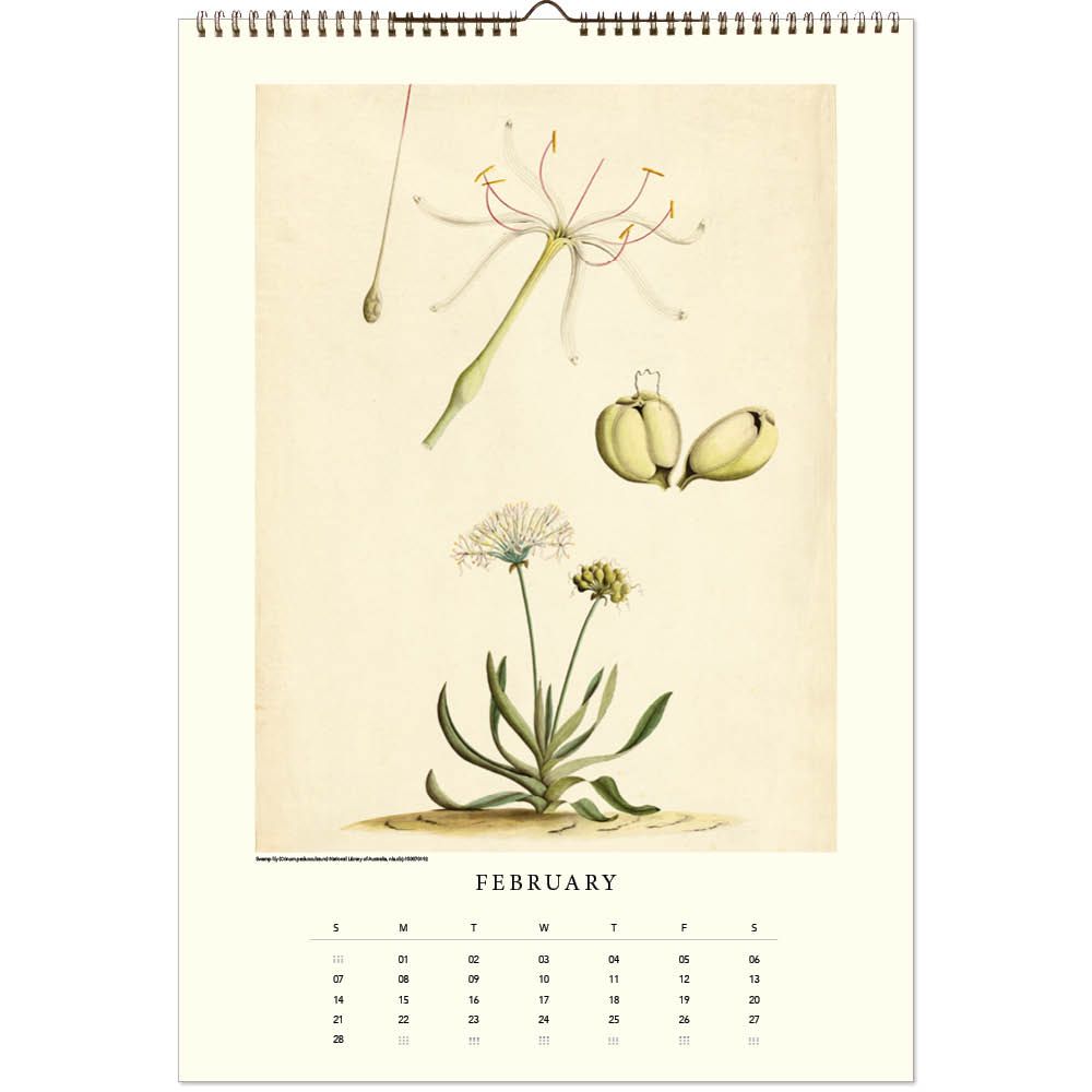 Illustration of a plant and see pods on a monthly calendar page.