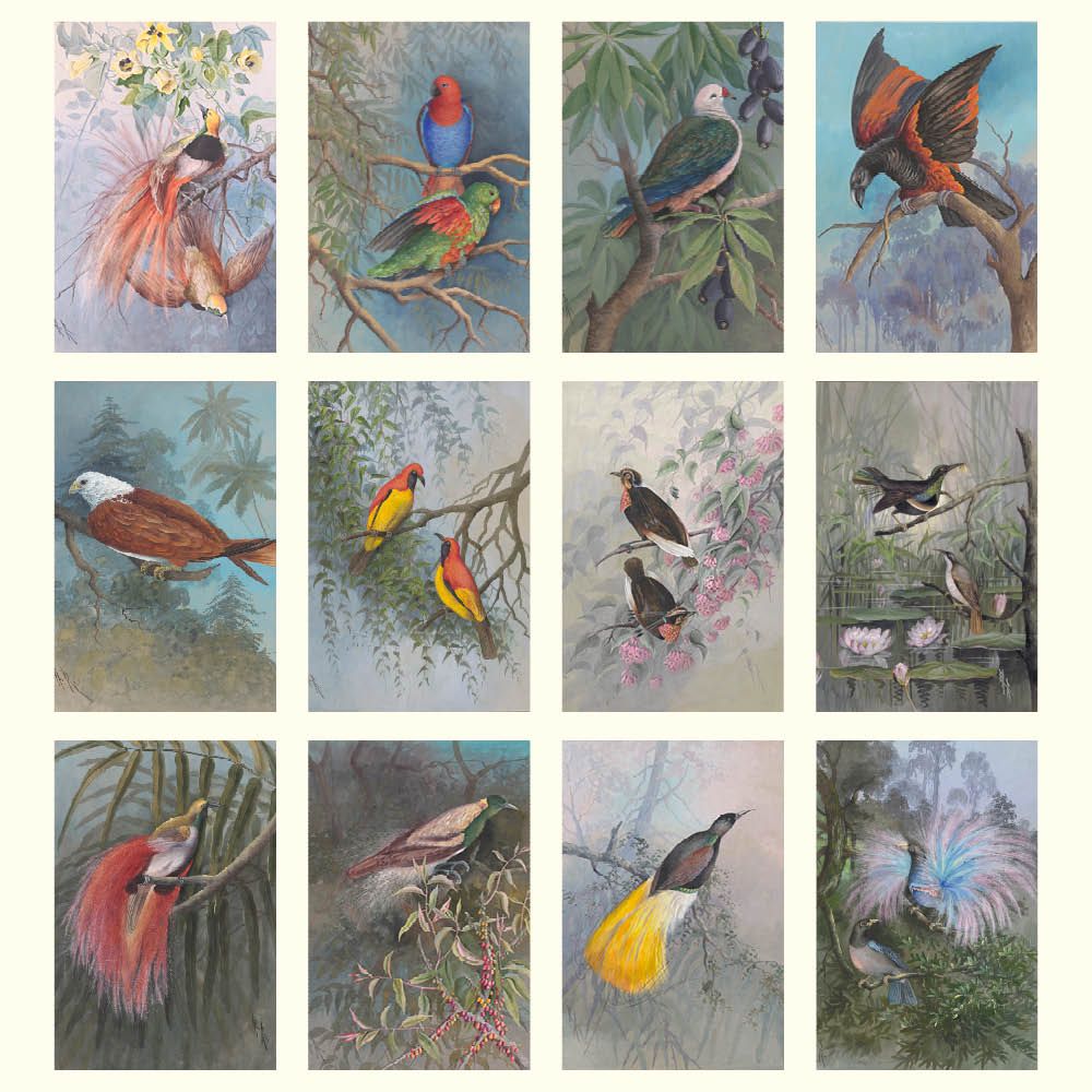 Collection of illustrations of various birds in natural settings