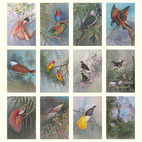 Collection of illustrations of various birds in natural settings