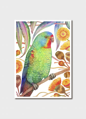 Vlad Stankovic Australian Parrots - Swift Parrot