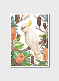 Vlad Stankovic Australian Parrots - Sulphur-crested Cockatoo