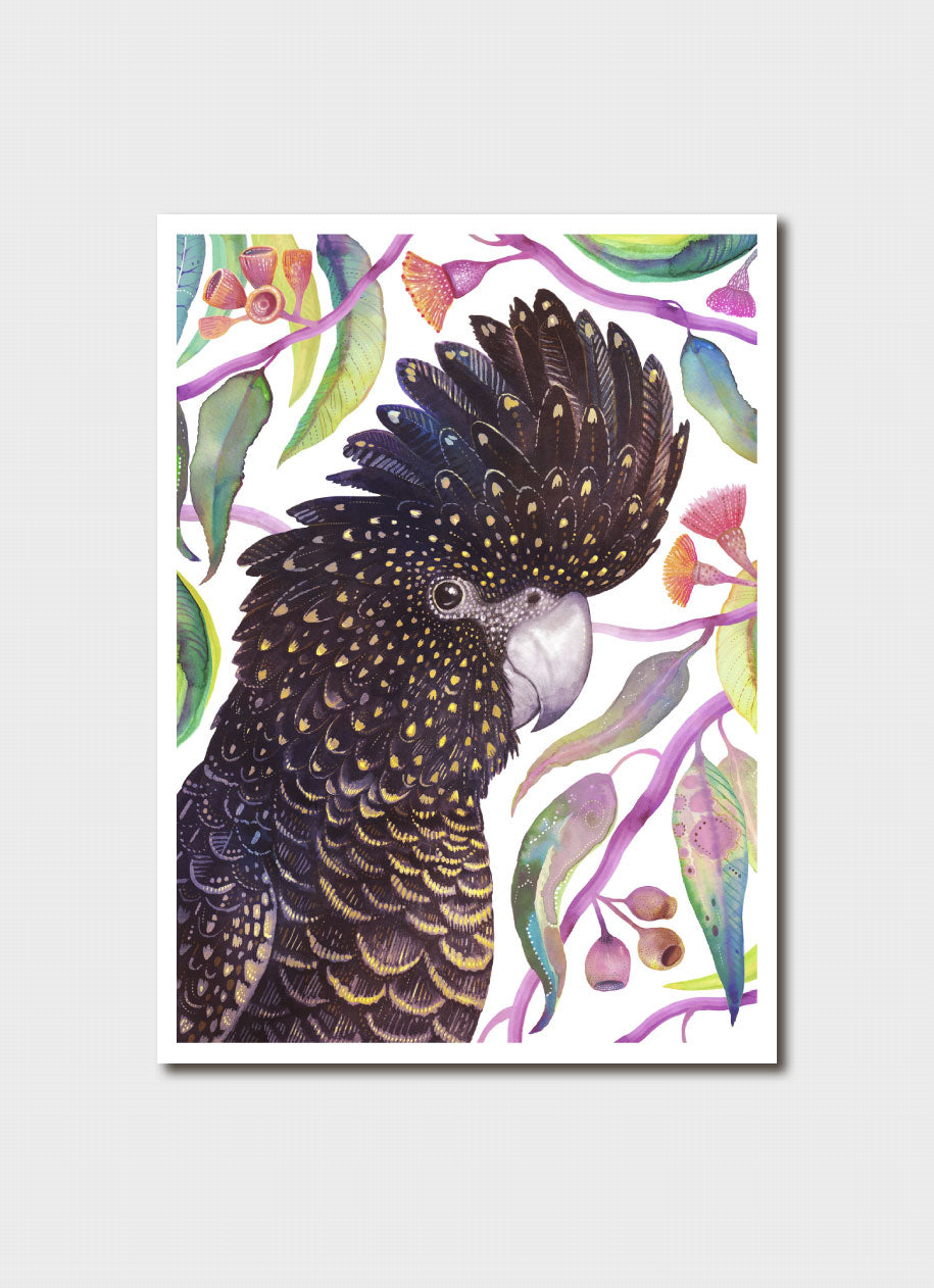 Vlad Stankovic Australian Parrots - Red-tailed Black Cockatoo