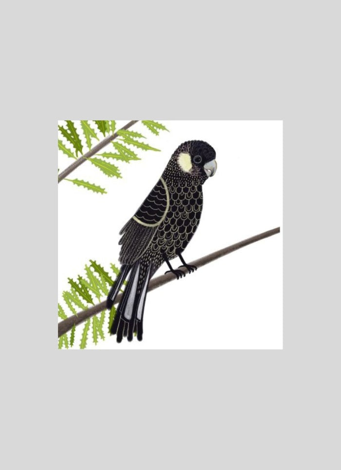 Black cockatoo perched on a branch with green leaves on a light gray background