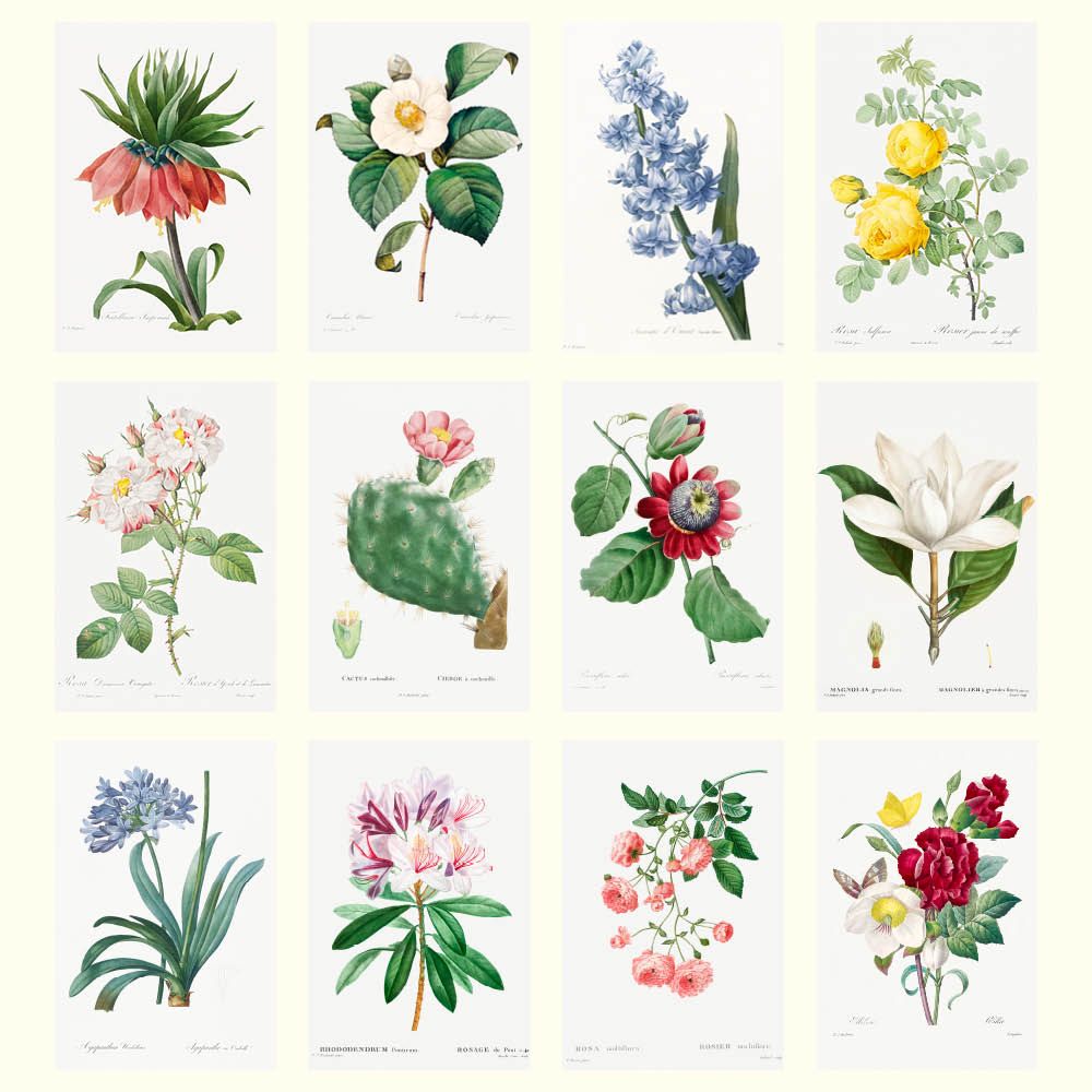 Collection of botanical illustrations of various flowers and plants on a white background.