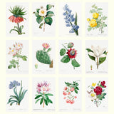 Collection of botanical illustrations of various flowers and plants on a white background.