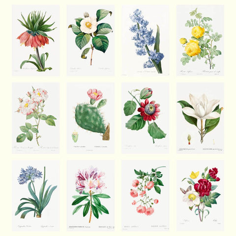 Collection of botanical illustrations of various flowers and plants on a white background.