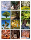 Back of Trees calendar showing the image for each month.