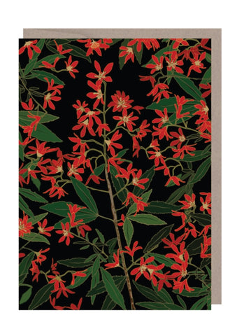 Emma Miszalski - Christmas Bush