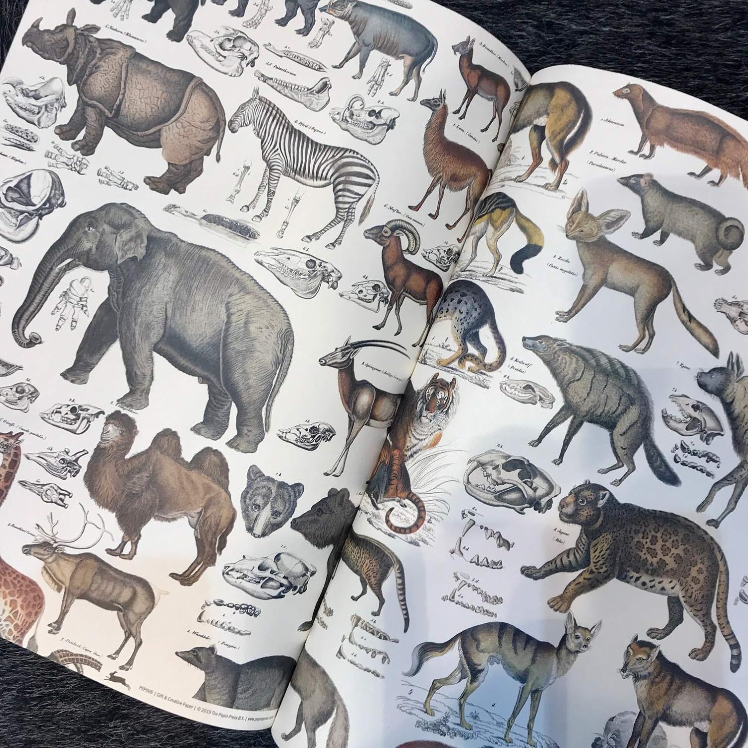 Fauna Gift & Creative Wrapping Papers