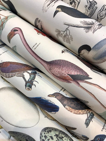 Fauna Gift & Creative Wrapping Papers