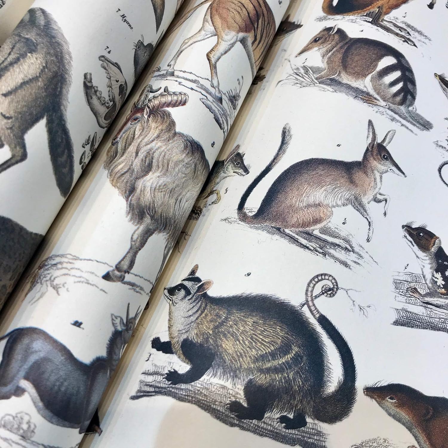Fauna Gift & Creative Wrapping Papers