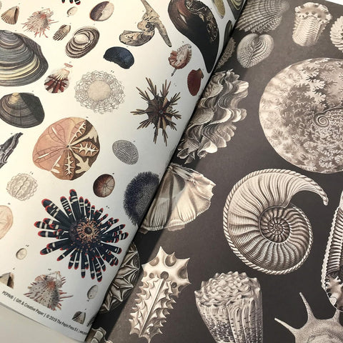 Marine Gift & Creative Wrapping Papers