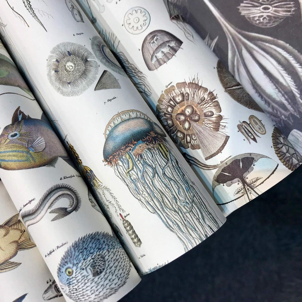 Marine Gift & Creative Wrapping Papers
