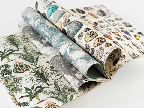 Natural History Gift & Creative Wrapping Papers