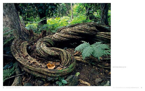 JOURNEYS INTO THE WILD, PHOTOGRAPHY OF PETER DOMBROVSKIS By Bob Brown (HB) - pages