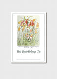 May Gibbs Gumnut Babies Bookplates
