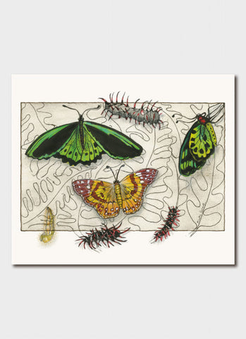Minky Grant art card - Painted Lady Butterfly & Bird Wing Butterfly