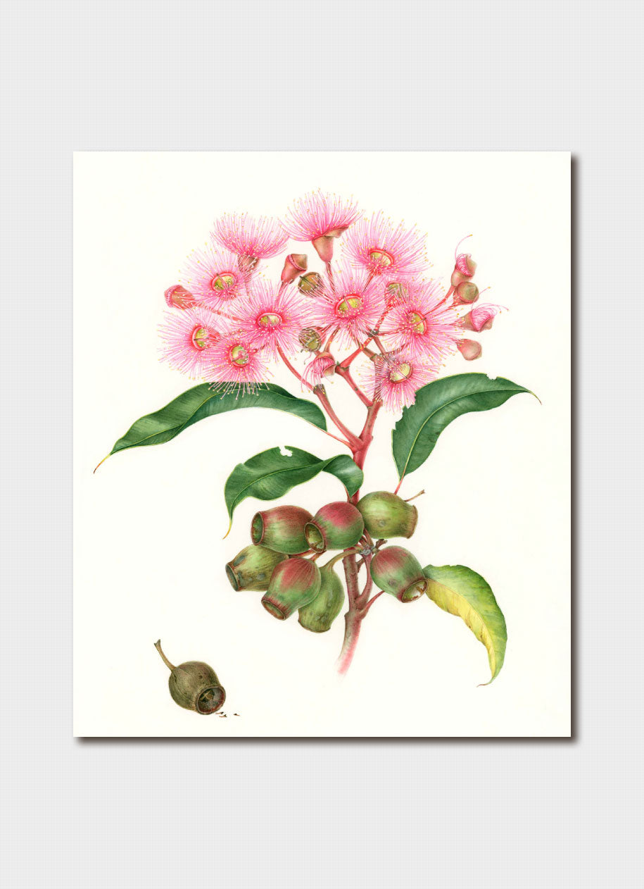 Elaine Musgrave art card - Corymbia ficifolia, Flowering gum – Paper Parrot