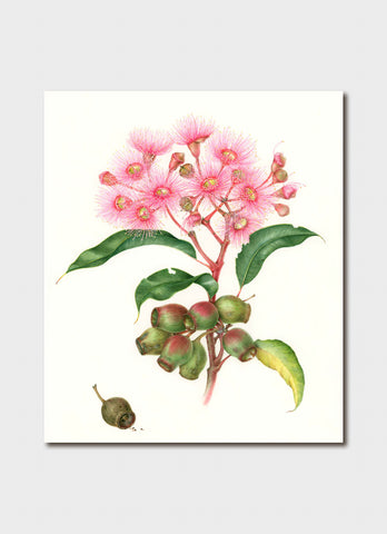 Elaine Musgrave art card - Corymbia ficifolia, Flowering gum