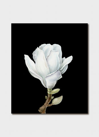 Elaine Musgrave art card - Magnolia denudata, Yulan magnolia