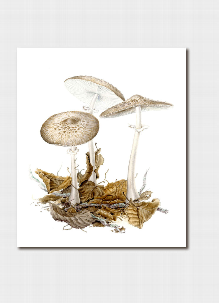 Elaine Musgrave art card - Macrolepiota, Fungi in leaf litter