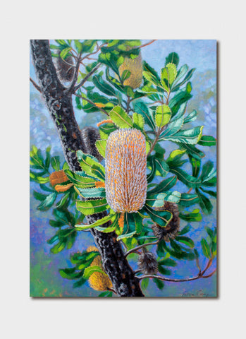 Fiona Craig Art Card - Blue Mountains Banksias