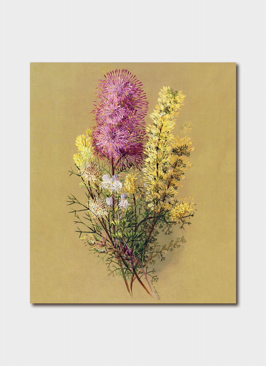 Ellis Rowan - Rose Cone Flower