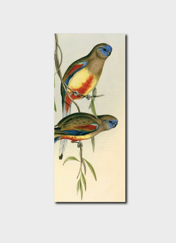 Australian Birds - Psephotus Haematogaster Bookmark