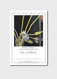 Cressida Campbell Bookplate
