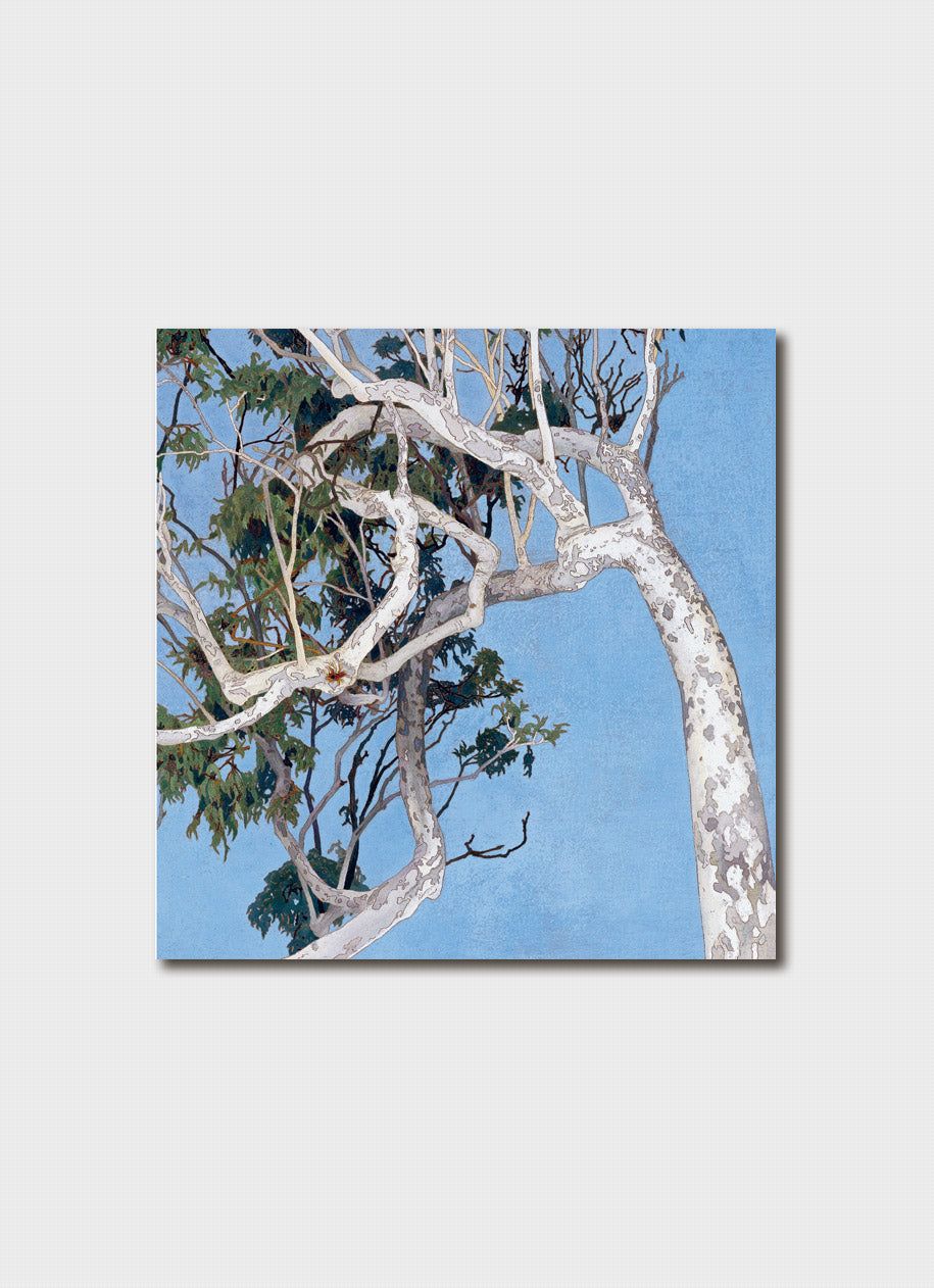 Cressida Campbell Card Pack - Bush (series 1)