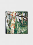 Cressida Campbell - Peeling Bark