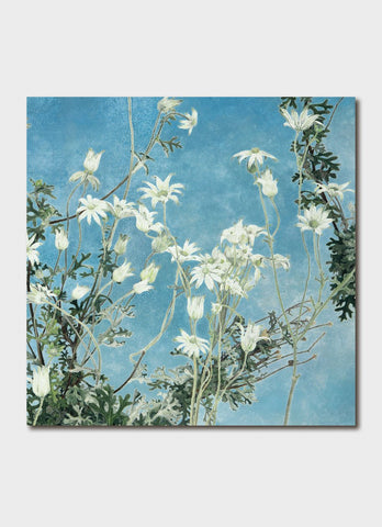 Cressida Campbell art card - Flannel Flowers