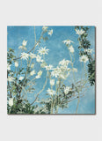 Cressida Campbell Card Pack - Flannel Flowers Night and Day