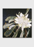 Cressida Campbell - White Waratah